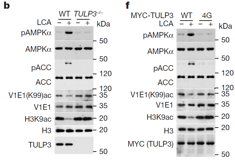 9e79128b-a496-4bcc-8d95-37a4afbc0f5d.png 图8.png