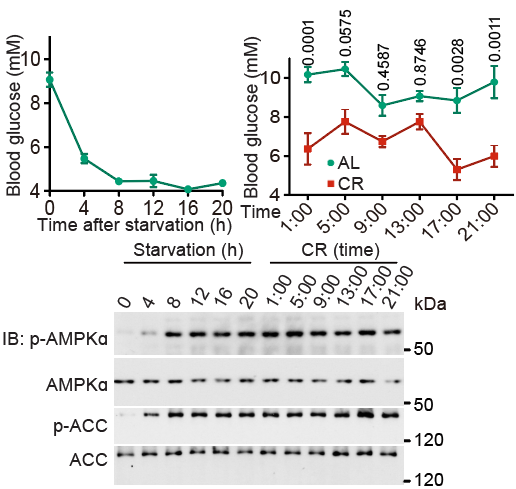 80308880-60ae-41e3-ba3f-9d3a5a786eea.png 图1-1.png