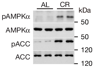 c4be3d67-2711-418e-8e40-cea434b33d08.png 图2-2.png