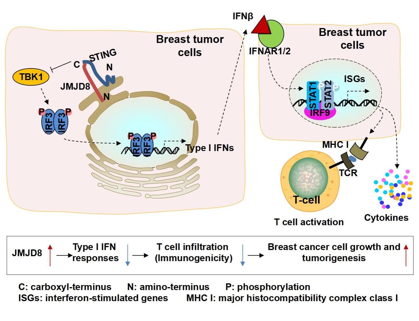 688c055e-ba28-4bb4-a096-4d686e5212f6.jpg graphical abstract (third rivesion)_01.jpg